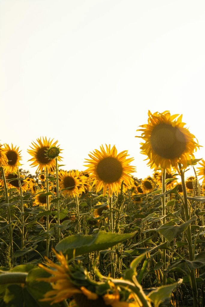 Girasoli
